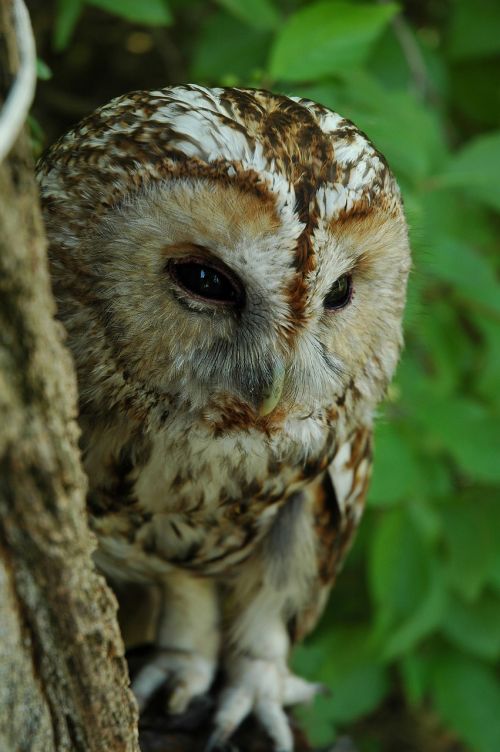 owl zhivotnyie birds nature