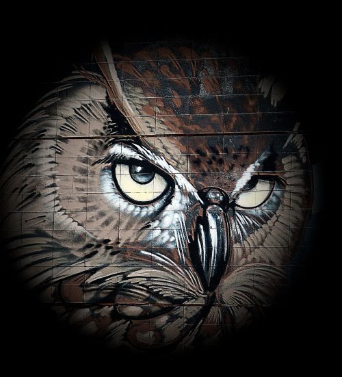 owl drawing bird