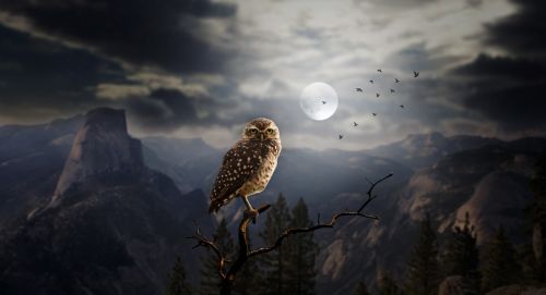 owl night moon