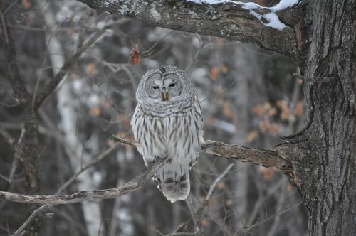 owl winter bird