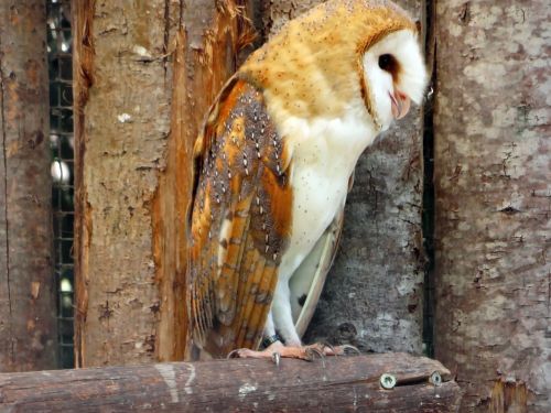 owl scares lady-white