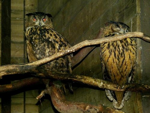 owl bird birds