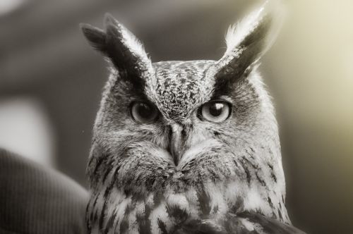 owl bird plumage