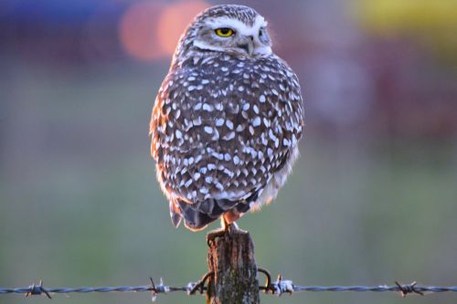owl field ave