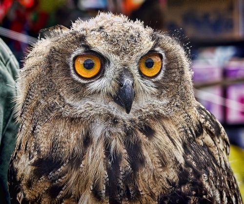 owl eyes animal