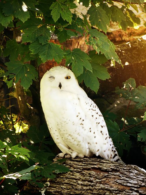 owl snowy owl bird