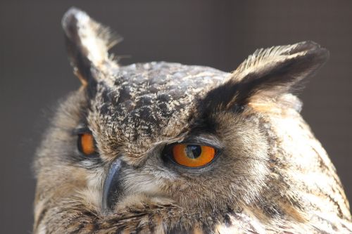 owl screech-owl up-close