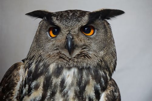 owl hedwig harry potter