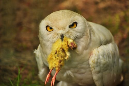 owl snowy owl eat
