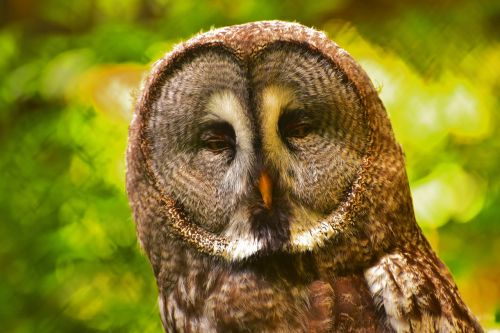 owl eyes bird