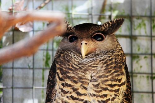 owl eyes bird