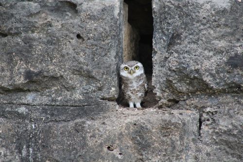 owl stone bird
