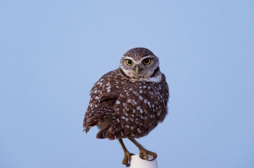 owl bird animal