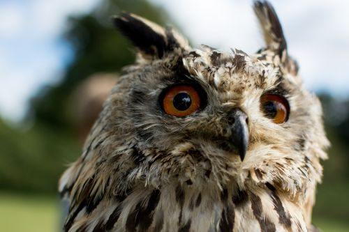 owl hawking bird