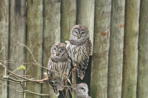 owl owls zoo