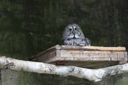 owl hiding place watch