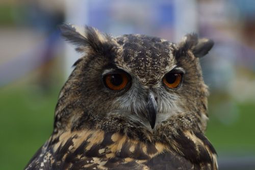 owl portrait bird