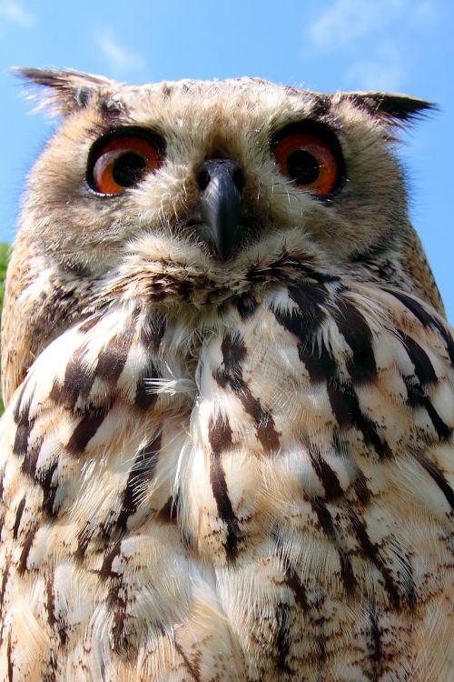 owl bird bird of prey