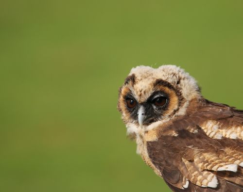 owl little brown owl juvenile owl