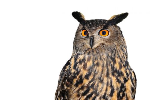 owl european bird