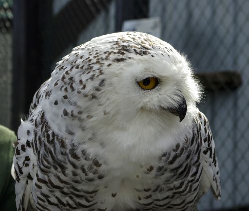 owl bird wildlife photography