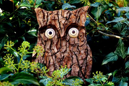 owl tree bark nature