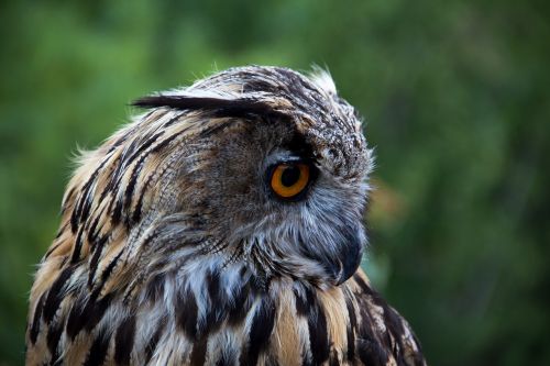 owl bird looking