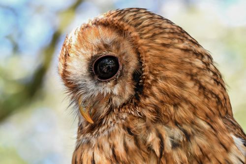 owl hulotte black eyes