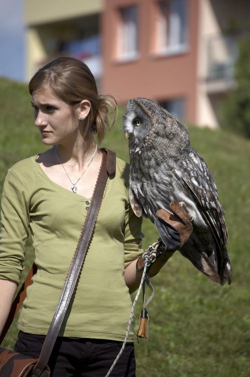 owl croaker birder