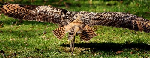 owl flight fly