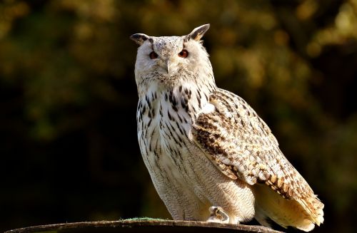 owl bird feather