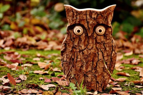 owl tree bark animal