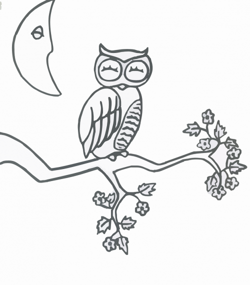 owl animal bird