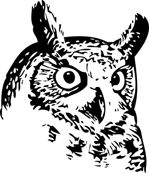 owl bird black and white