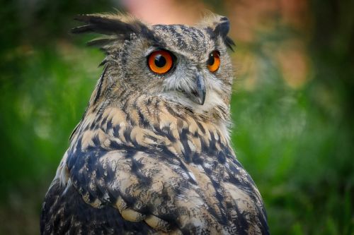 owl eagle owl bird