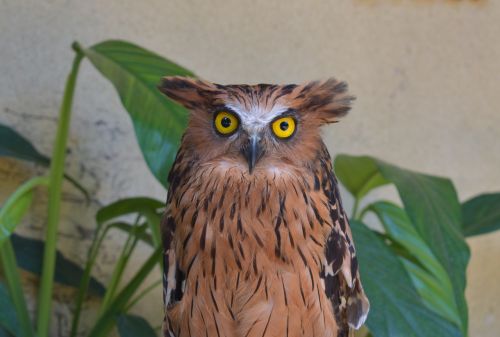 owl bird animal