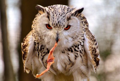 owl wildpark poing prey