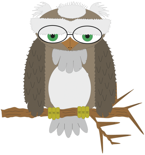 owl wisdom bird of prey