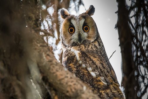 owl  long-eared owl  bird