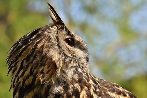 owl  bird  feather