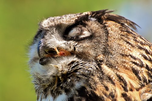 owl  bird  prey