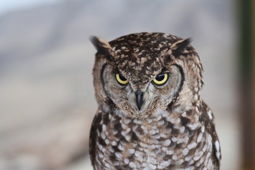 owl  bird of prey  night