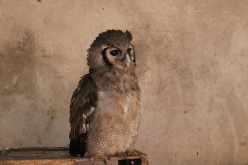 owl  zambia  animals