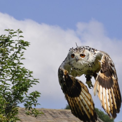 owl  bengal  flight