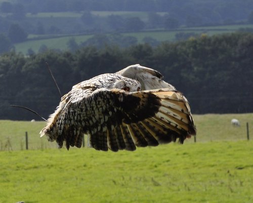 owl  flight  bengal