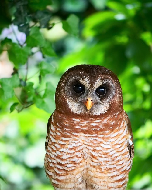 owl  african wood owl  bird
