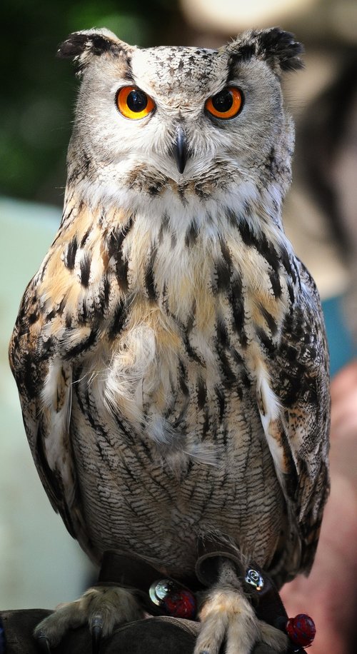 owl  medieval market  middle ages