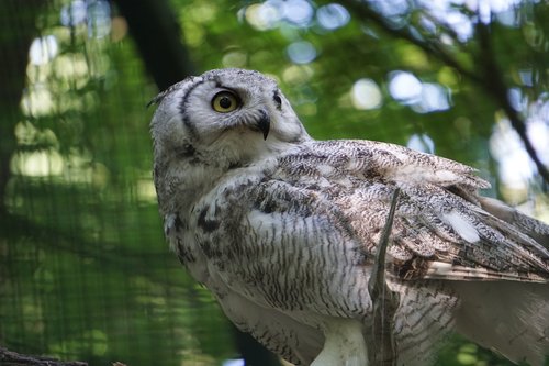 owl  zoo  forest animal