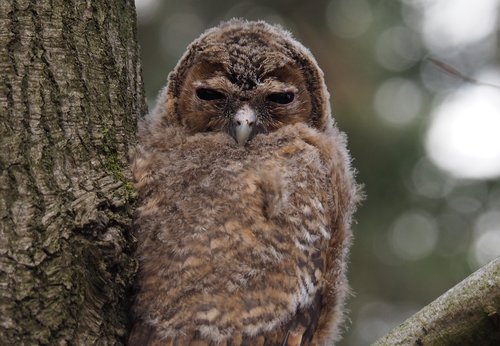 owl  bird  tawny