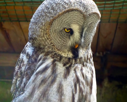 owl  barn owl  bird